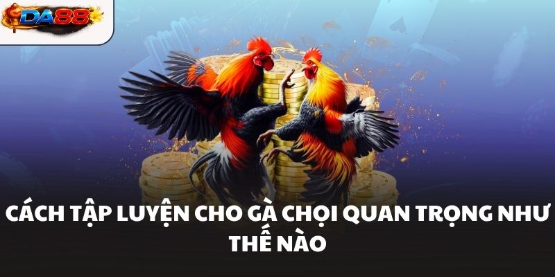 Cách tập luyện cho gà chọi quan trọng như thế nào