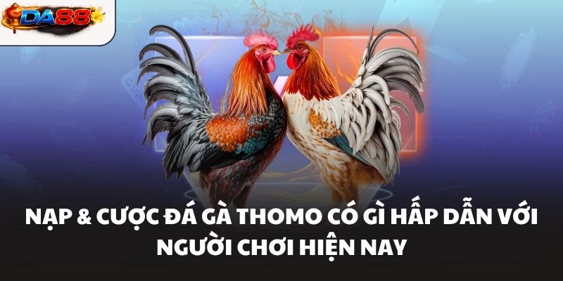 Nạp và cược đá gà Thomo có gì hấp dẫn với người chơi hiện nay